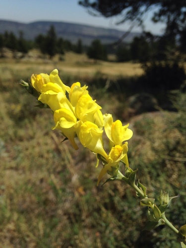 Balkan toadflax