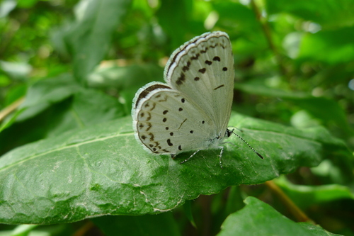 Celastrina filipjevi