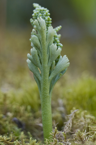 trianglelobe moonwort (Botrychium ascendens)