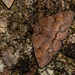 Washed-out and Black-eyed Zale Moths and Allies - Photo (c) Timothy Reichard, all rights reserved, uploaded by Timothy Reichard