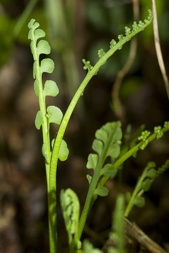 Mingan moonwort (Botrychium minganense)