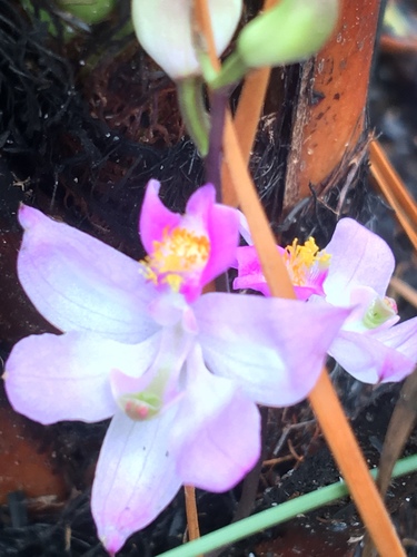 Calopogon multiflorus - Wikipedia