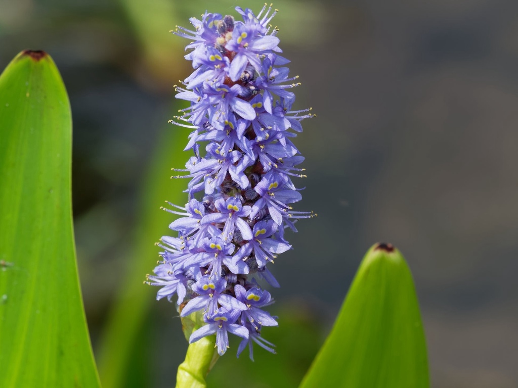 Pontederia cordata (Pontederia cordata)