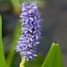 Pickerelweed - Photo (c) jmin1441, all rights reserved, uploaded by jmin1441