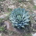 Agave flexispina - Photo (c) Leopoldo Hurtado, all rights reserved