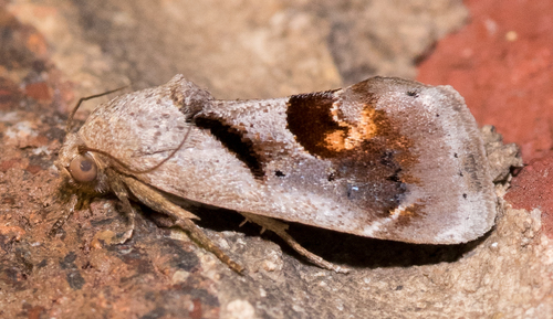 Curve-lined Bird-dropping Moth