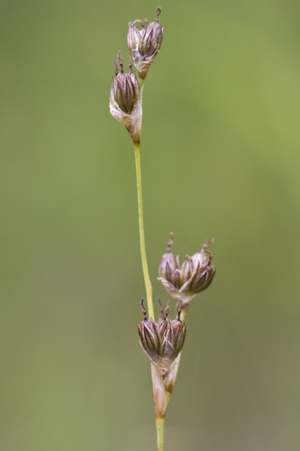 longstyle rush (Juncus longistylis var. longistylis)