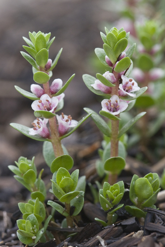 sea milkwort (Glaux maritima)