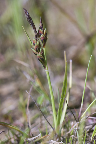 Hoppner's sedge (Carex subspathacea)