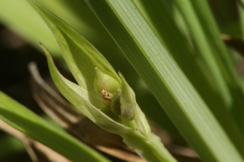 Rocky Mountain sedge (Carex saximontana)