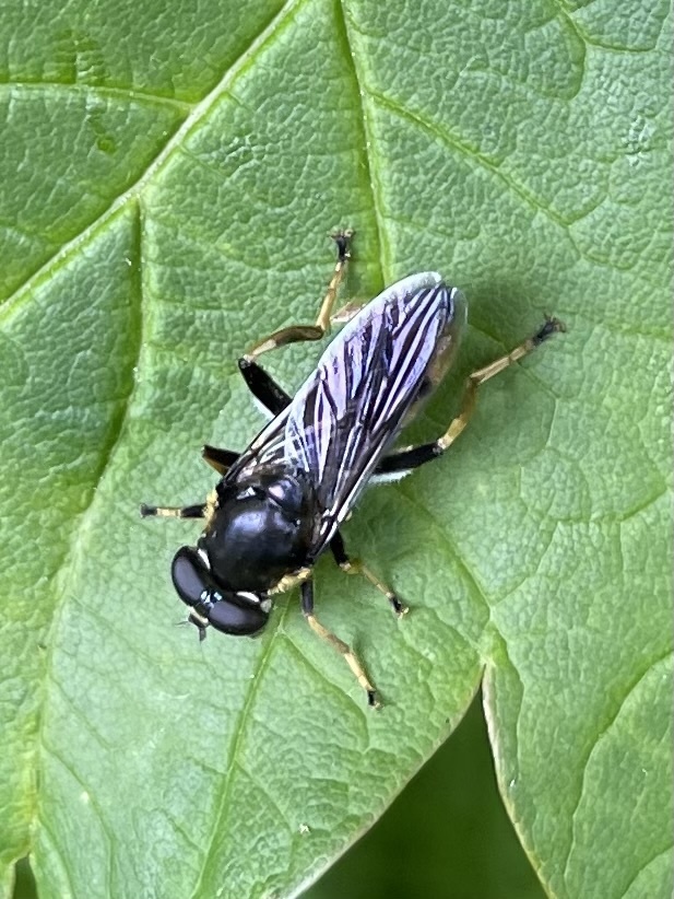 Golden-tailed Leafwalker from Galten, Midtjylland, DK on June 14, 2022 ...