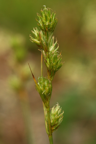 lesser brown sedge (Carex adusta)