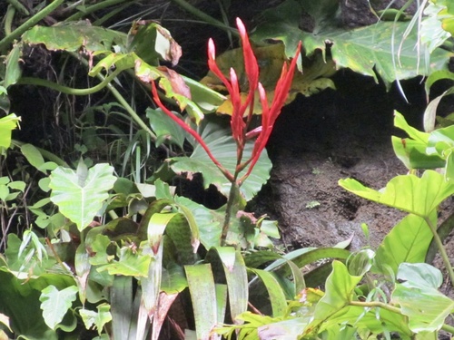 Lutheria glutinosa