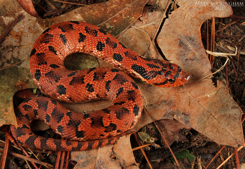 Eastern Hognose Snake