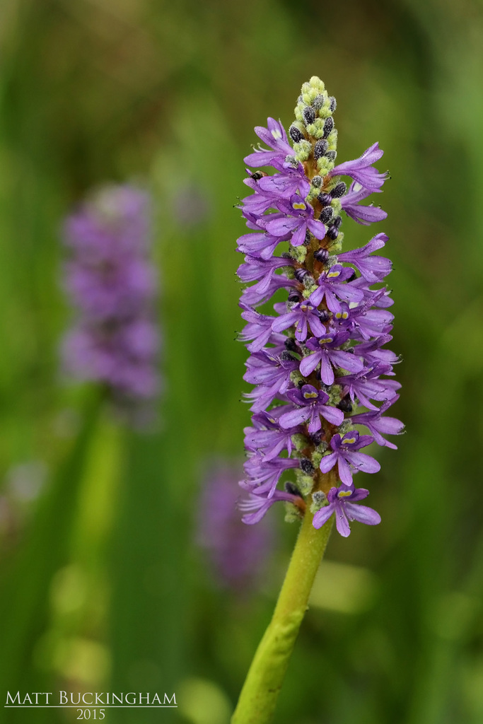 Lirios Acuáticos Y Parientes (Familia Pontederiaceae) · NaturaLista Mexico