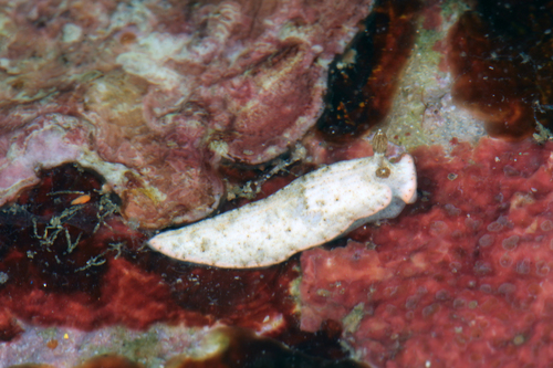 Dermatobranchus tuberculatus