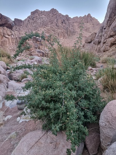 Rosa arabica · iNaturalist