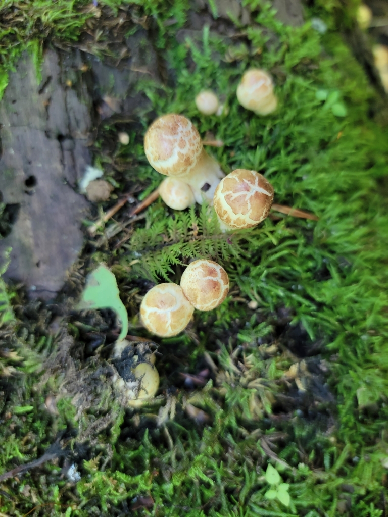 scaly ink cap from Hays Trail on June 19, 2022 at 11:34 AM by Shalom ...