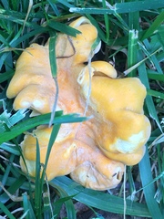 Cantharellus lateritius image