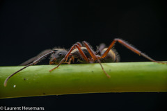 Image of Camponotus nitidior