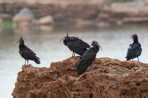 Northern Bald Ibis