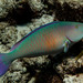 Pacific Longnose Parrotfish - Photo (c) Pauline Fey, all rights reserved, uploaded by Pauline Fey