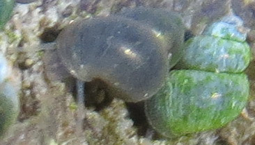 Southwest Nevada Pyrg