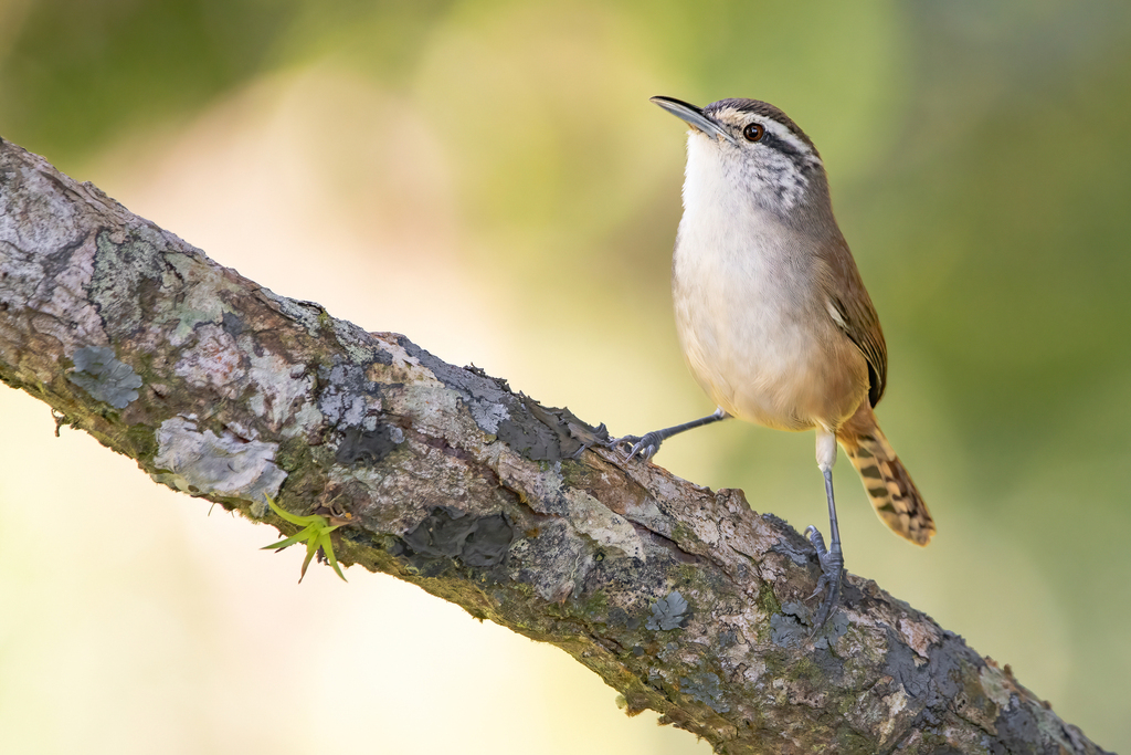 Cabanis's Wren photo