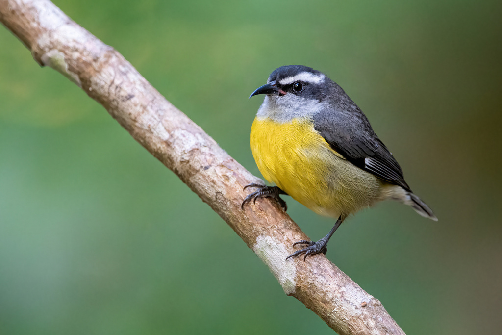 Bananaquit photo