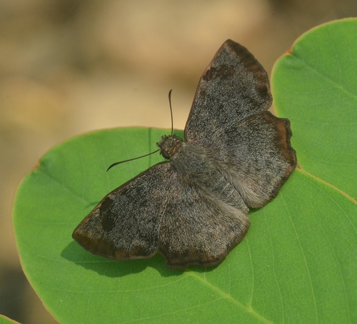 Common Spurwing