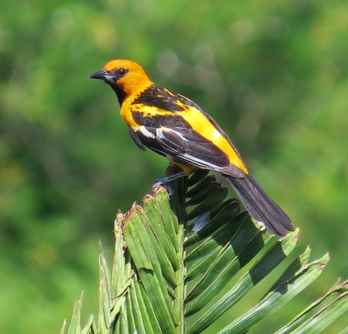 Streak-backed Oriole