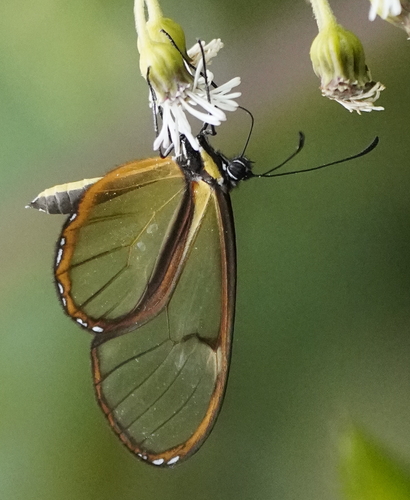 Episcada ticidella
