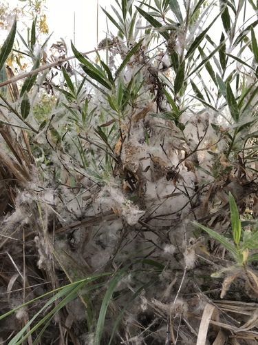 iNaturalist observation photo of mule fat