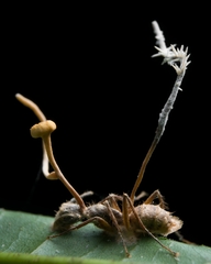 Ophiocordyceps lloydii image