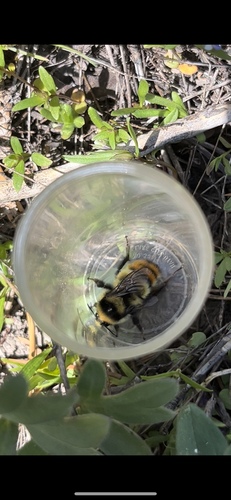 iNaturalist observation photo of Great Basin Bumble Bee