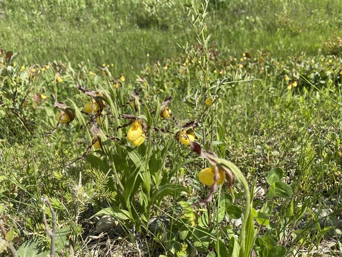 yellow lady's slipper