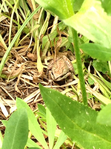 iNaturalist observation photo of Pacific chorus frog