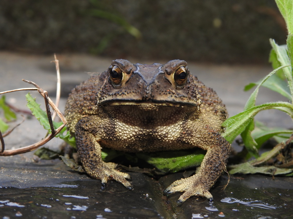 Asian Common Toad from Emerald Bazaar, Emerald, Tamil Nadu 643242 ...