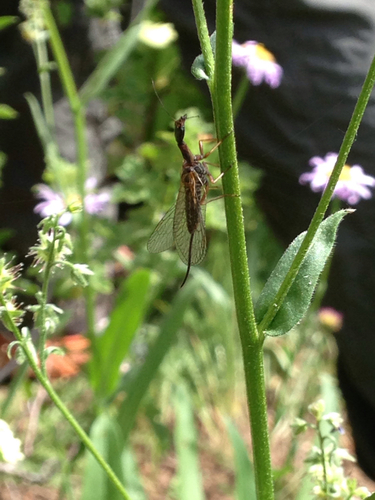 iNaturalist observation photo of Common Snakeflies