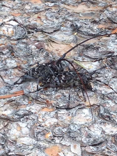 iNaturalist observation photo of Spotted Pine Sawyer