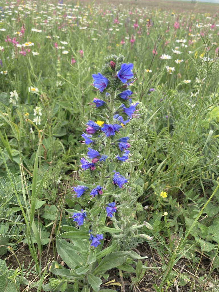 viper's-bugloss from Армения, AM on June 20, 2022 at 01:05 PM by ...