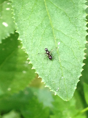 iNaturalist observation photo of Black Scavenger Flies