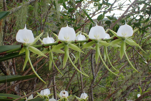 Ivory-Colored Angraecum