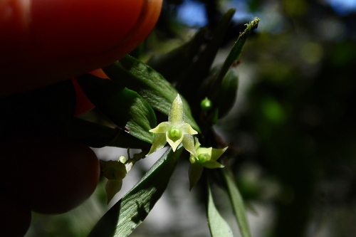 Angraecum hermannii