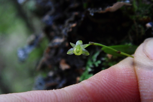 Angraecum parvulum