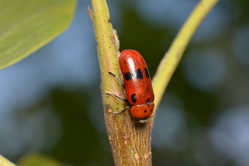 Clytra valeriana