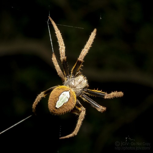 Tropical Orbweaver