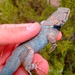 Sonoran Spiny Lizard - Photo (c) herpdiversity, all rights reserved, uploaded by herpdiversity
