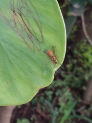 Image of Mischocyttarus collarellus