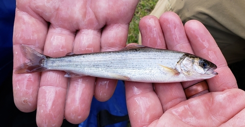 Baikal Black Grayling